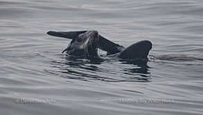 Northern Fur Seal photo by Daniel Bianchetta