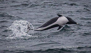 Northern Right Whale Dolphin photo by Daniel Bianchetta