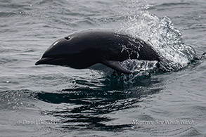 Northern Right Whale Dolphin photo by Daniel Bianchetta