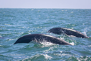 Northern Right Whale Dolphins photo by Daniel Bianchetta