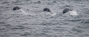 Northern Right Whale Dolphins photo by Daniel Bianchetta