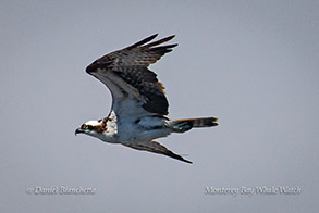 Osprey photo by Daniel Bianchetta