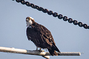 Osprey photo by Daniel Bianchetta