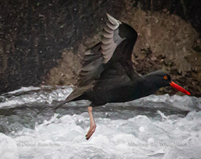 Oystercatcher, photo by Daniel Bianchetta