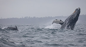 Pacific White-sided Dolphin and breaching Humpback Whale photo by Daniel Bianchetta