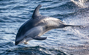 Pacific White-sided Dolphin, photo by Daniel Bianchetta