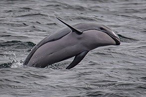 Pacific White-sided Dolphin photo by Daniel Bianchetta