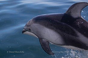 Pacific White-sided Dolphin photo by Daniel Bianchetta