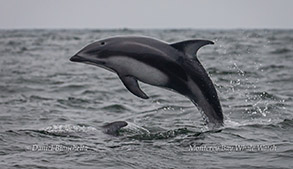 Pacific White-sided Dolphin photo by Daniel Bianchetta