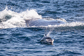 Pacific White-sided Dolphin in front of Humpback Whale, photo by Daniel Bianchetta