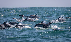 Pacific White-sided Dolphins photo by Daniel Bianchetta