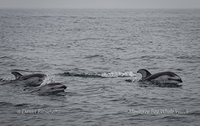 Pacific White-sided Dolphins photo by Daniel Bianchetta