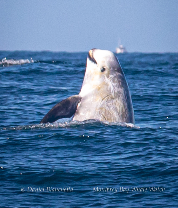 Risso's Dolphin photo by Daniel Bianchetta