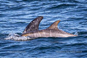 Risso's Dolphin calf with fetal folds photo by Daniel Bianchetta