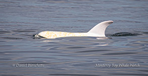 Risso's Dolphin Casper photo by Daniel Bianchetta