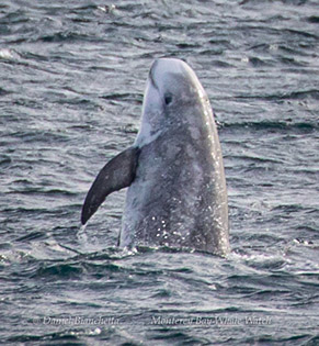 Risso's Dolphin, photo by Daniel Bianchetta