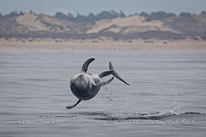 Risso's Dolphin photo by Daniel Bianchetta