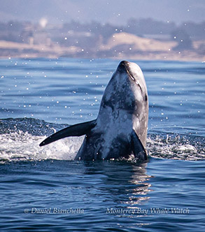 Risso's Dolphin photo by Daniel Bianchetta