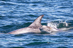 Risso's Dolphin with baby photo by Daniel Bianchetta