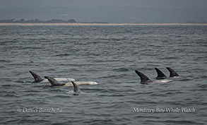 Risso's Dolphins photo by Daniel Bianchetta