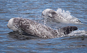 Risso's Dolphins photo by Daniel Bianchetta