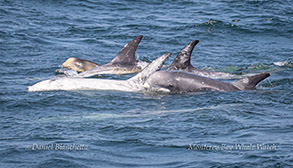 Risso's Dolphins with a calf photo by Daniel Bianchetta