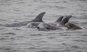 Risso's Dolphins with calf photo by Daniel Bianchetta