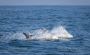 Running Risso's Dolphins photo by Daniel Bianchetta