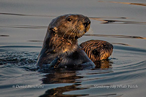 Sea Otter mom and pup photo by Daniel Bianchetta