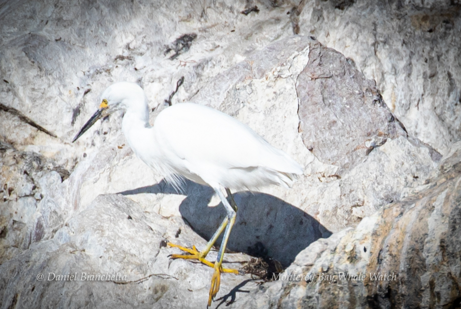 Snowy Egret photo by Daniel Bianchetta