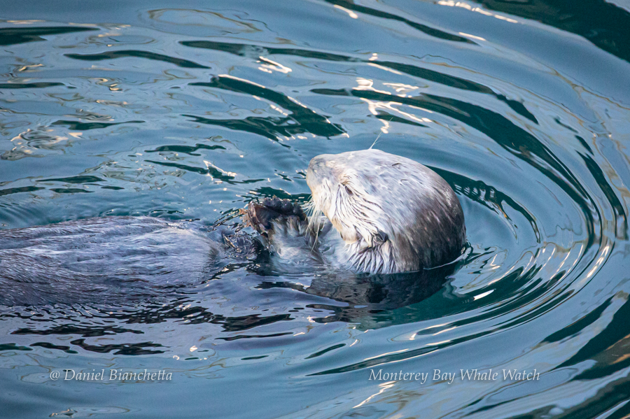 Southern Sea Otter photo by Daniel Bianchetta