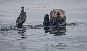 Southern Sea Otter photo by Daniel Bianchetta