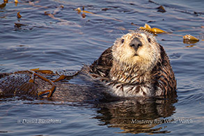 Southern Sea Otter photo by Daniel Bianchetta