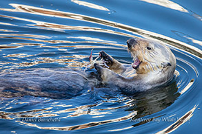 Southern Sea Otter eating a crab photo by Daniel Bianchetta