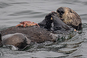 Southern Sea Otter eating a crab photo by Daniel Bianchetta