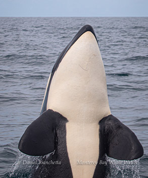 Spyhopping Killer Whale photo by Daniel Bianchetta