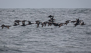 Surf Scoters photo by Daniel Bianchetta