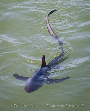 Thresher Shark photo by Daniel Bianchetta