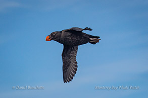 Tufted Puffin photo by Daniel Bianchetta