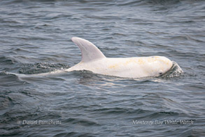 White Risso's Dolphin Casper photo by Daniel Bianchetta