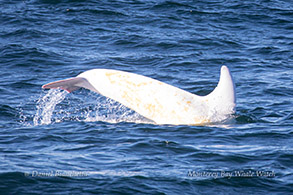 White Risso's Dolphin (Casper) photo by Daniel Bianchetta