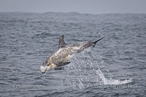Leaping Risso's Dolphin (February 16, 2021), photo by Daniel Bianchetta