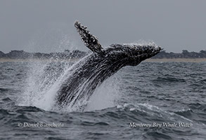 Breaching Humpback Whale photo by daniel bianchetta