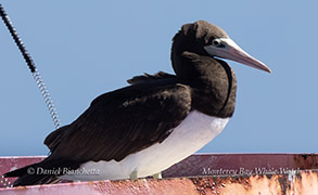 Brown Booby photo by daniel bianchetta