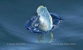 By-the-Wind Sailor (Velella velella) photo by daniel bianchetta