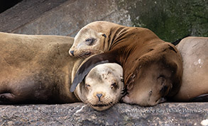 California Sea Lions photo by daniel bianchetta