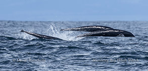 Northern Right Whale Dolphins photo by daniel bianchetta