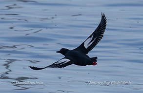 Pigeon Guillemot photo ID photo by daniel bianchetta