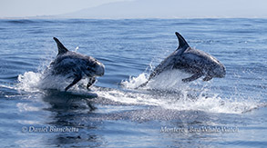 Risso's Dolphins photo by daniel bianchetta