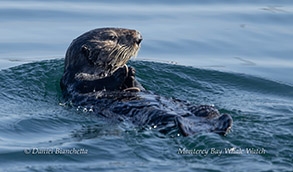 Southern Sea Otter photo ID photo by daniel bianchetta